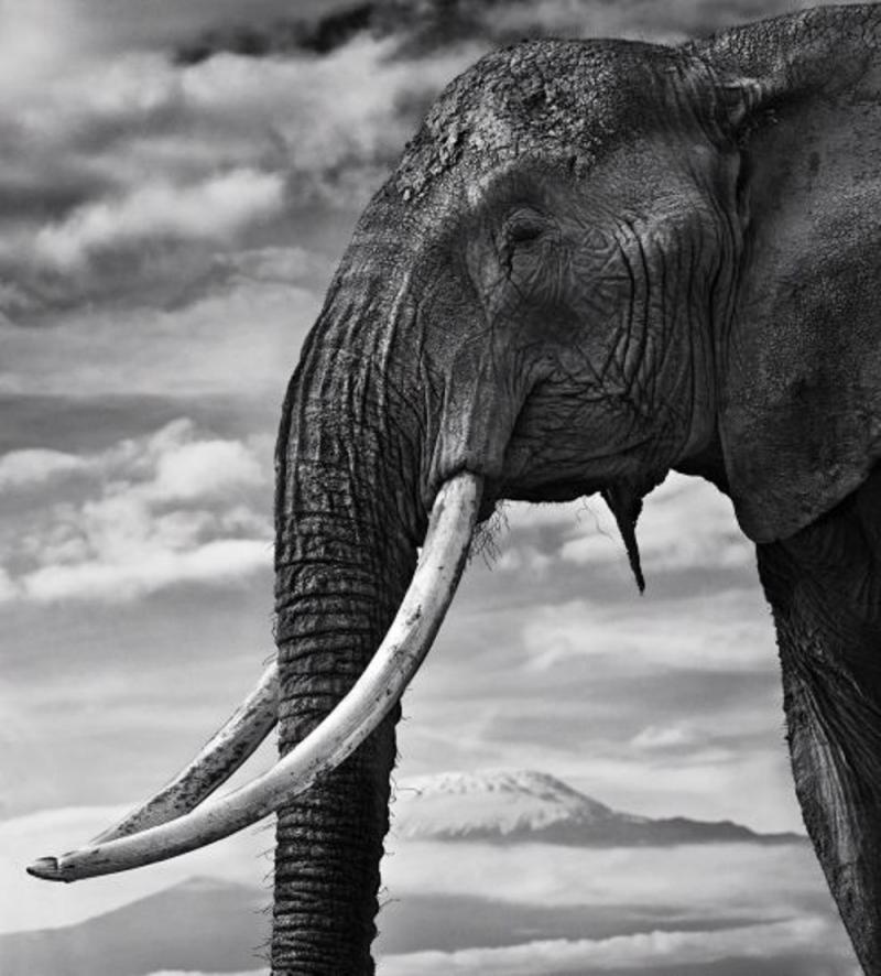 David Yarrow Snow Patrol