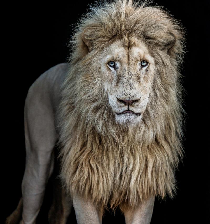 David Yarrow Somethings Gotta Give Colour 