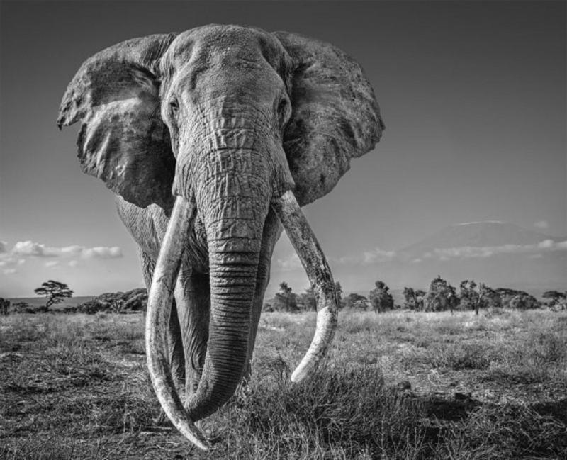 David Yarrow Space for Giants