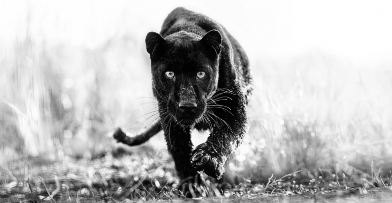 David Yarrow TChalla 2023