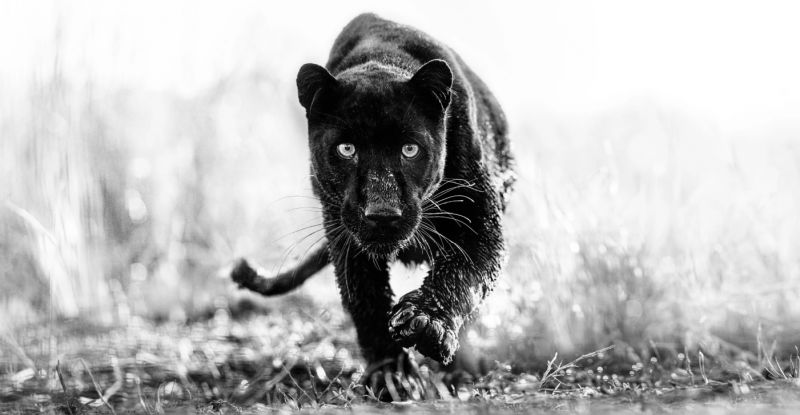 David Yarrow TChalla 2023