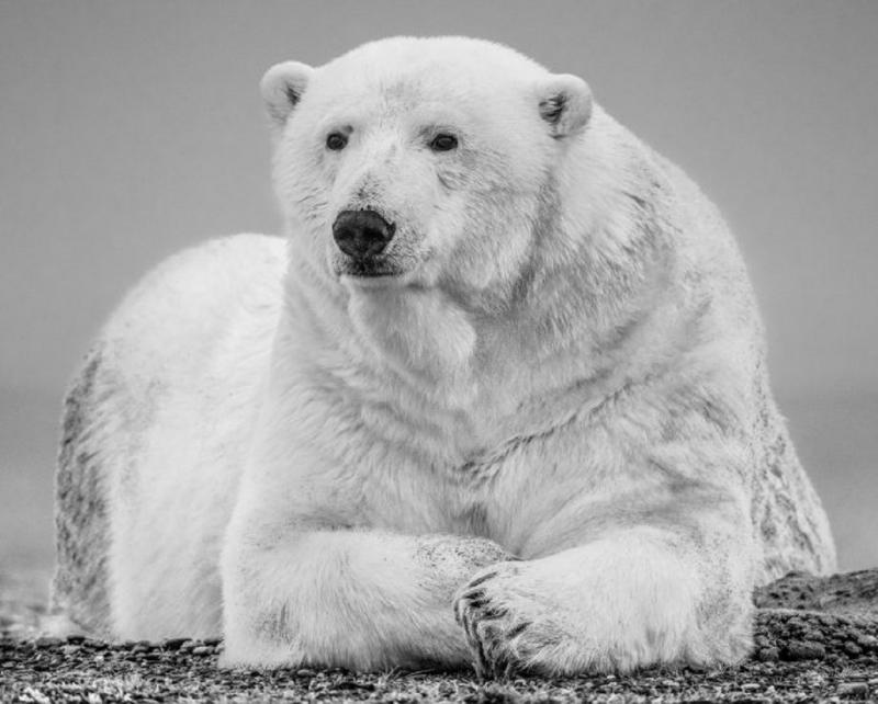 David Yarrow THE STATESMAN II