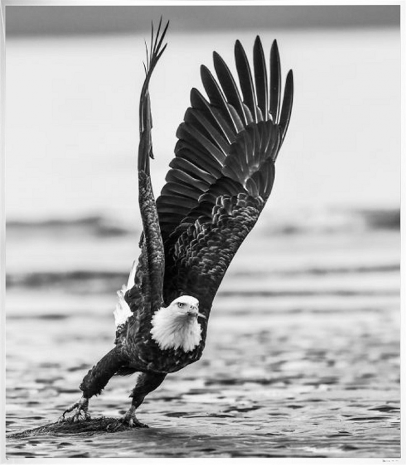 David Yarrow Take Off