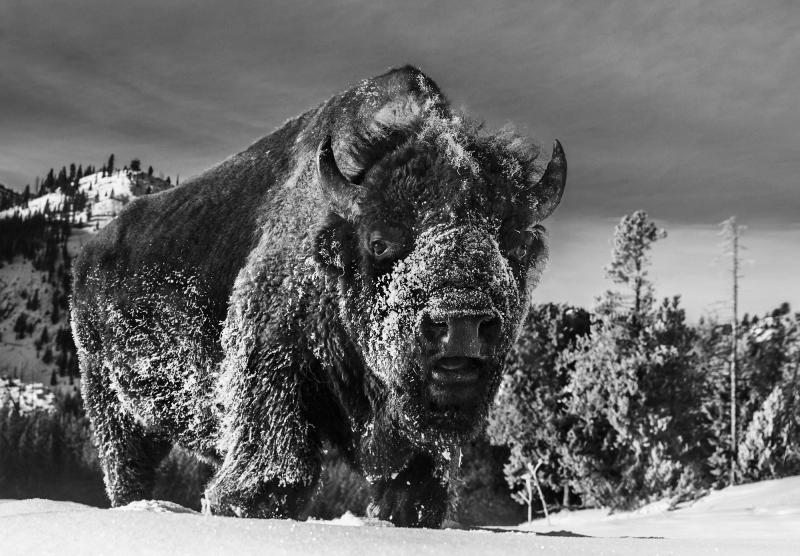 David Yarrow The Beast Of Yellowstone