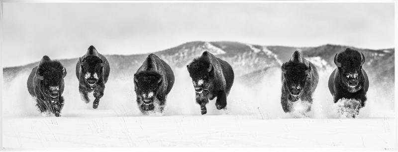 David Yarrow The Bills III