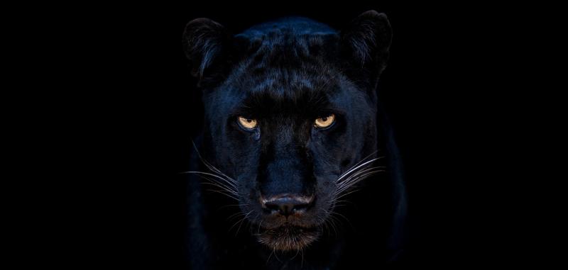 David Yarrow The Black Pantha Club 12 