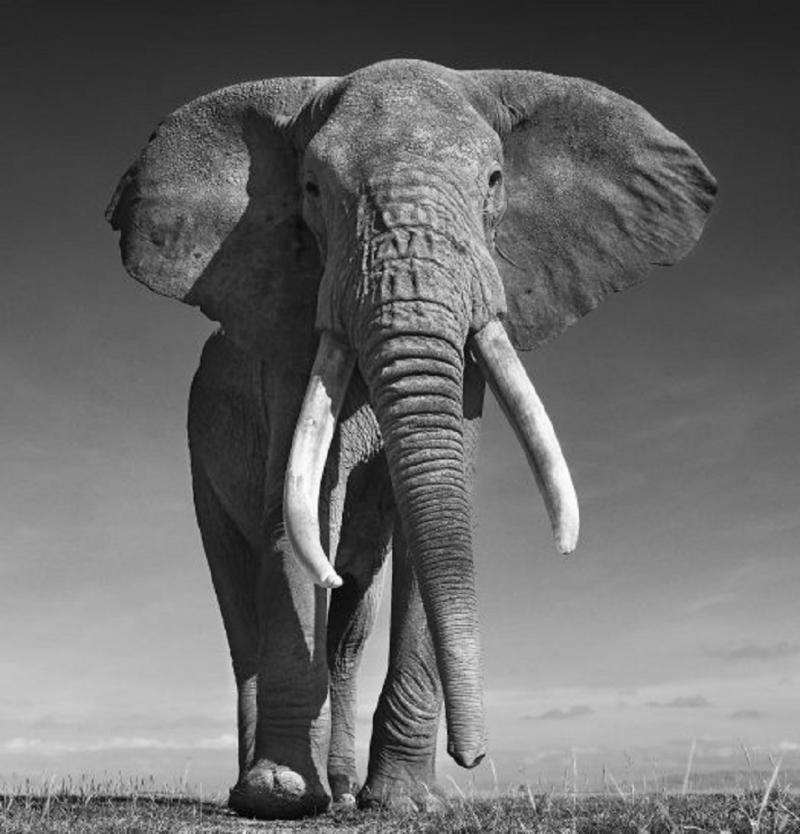 David Yarrow The Don