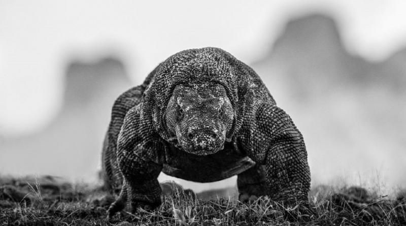 David Yarrow The Dragons Den