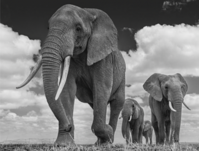 David Yarrow The Garrison 2016