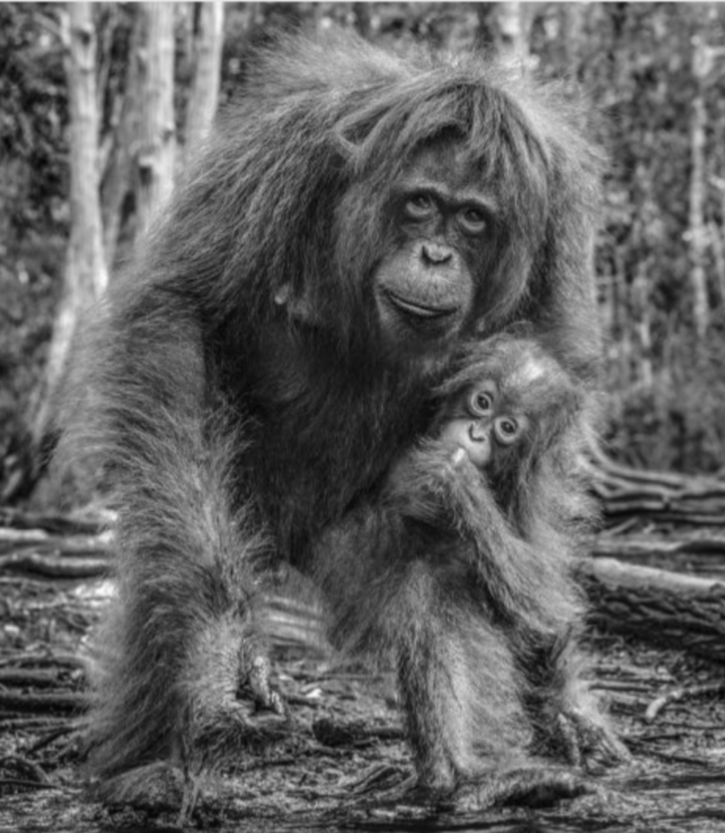 David Yarrow The House Of Orange 2018