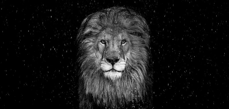 David Yarrow The Lion 12 