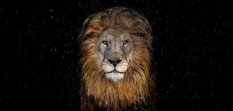 David Yarrow The Lion Colour 12 