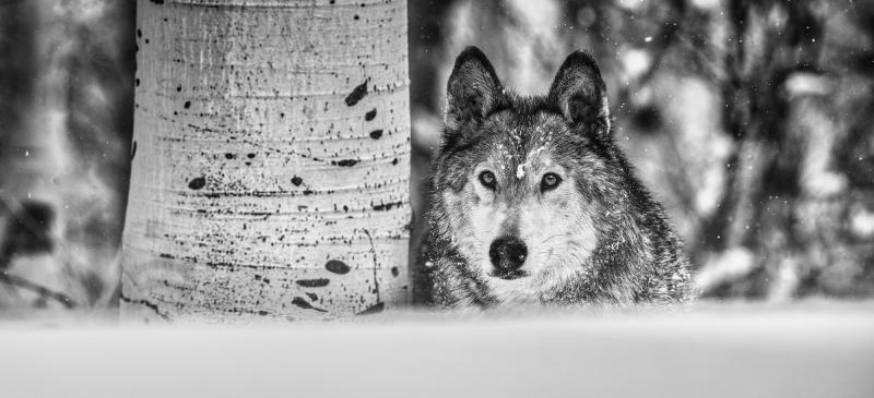 David Yarrow The Power Of The Dog