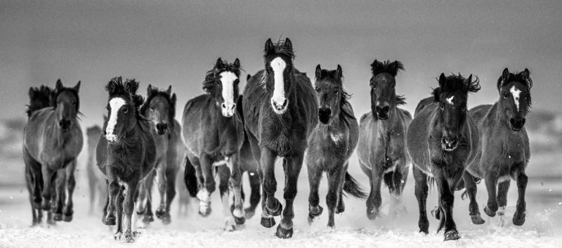 David Yarrow The Rolling Stones Wild Horse Series 2023