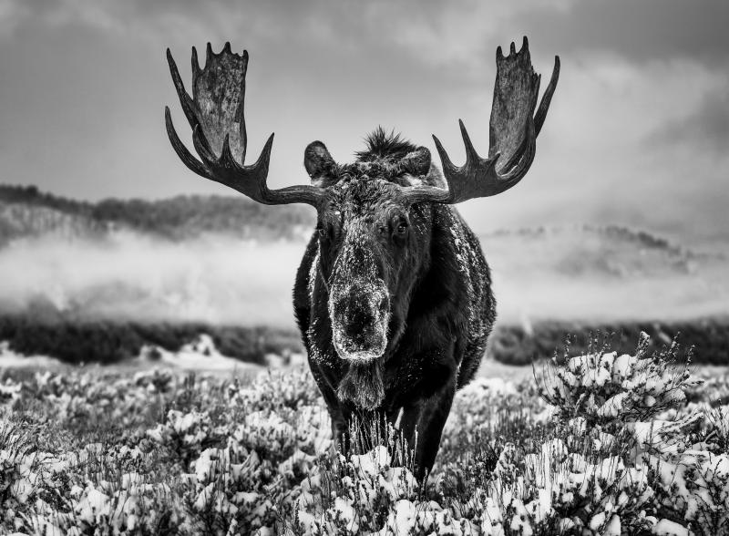 David Yarrow The Winter Season 12 