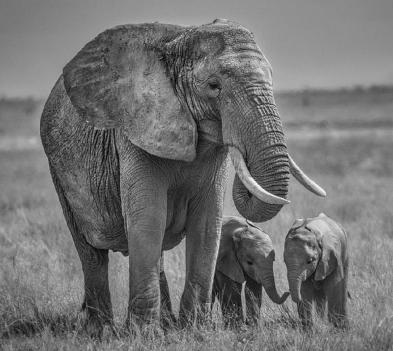 David Yarrow Twins