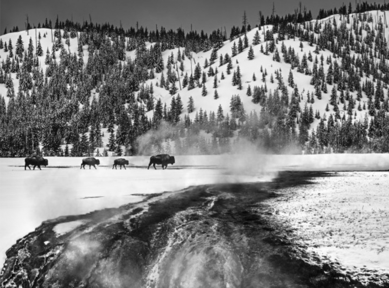 David Yarrow Yellowstone 2021