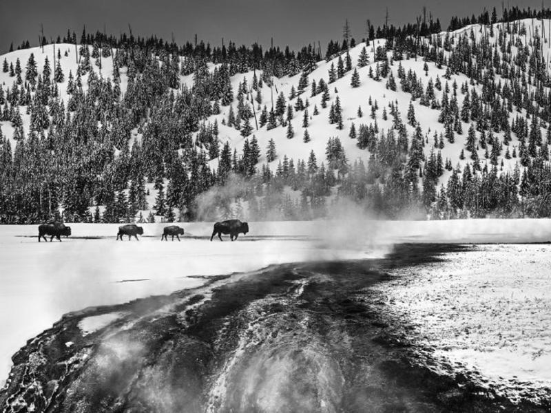 David Yarrow Yellowstone