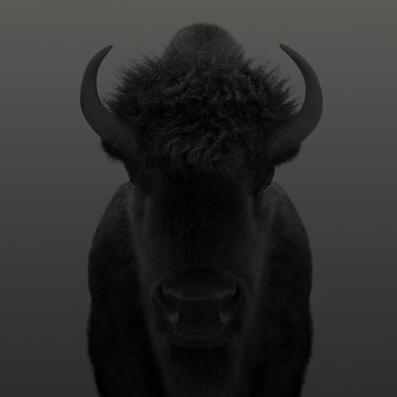 Dean West American Bison 1 9 