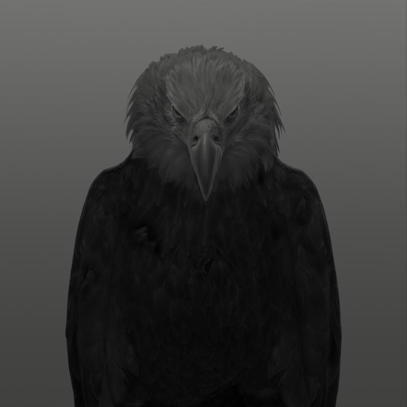 Dean West Bald Eagle 1 9 9 