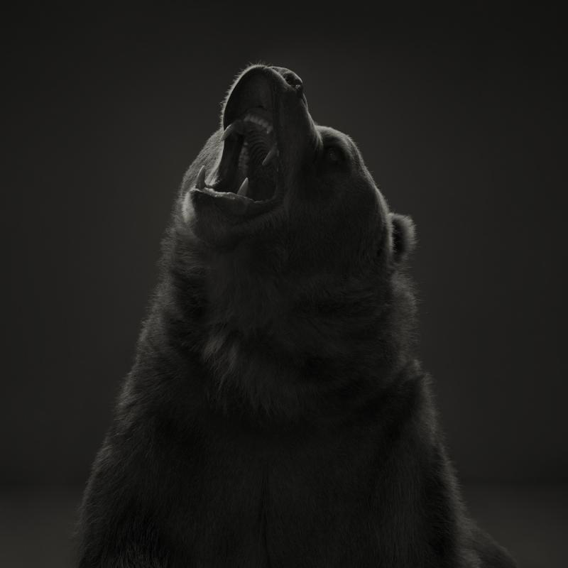 Dean West Kodiak Bear 2 6 9 