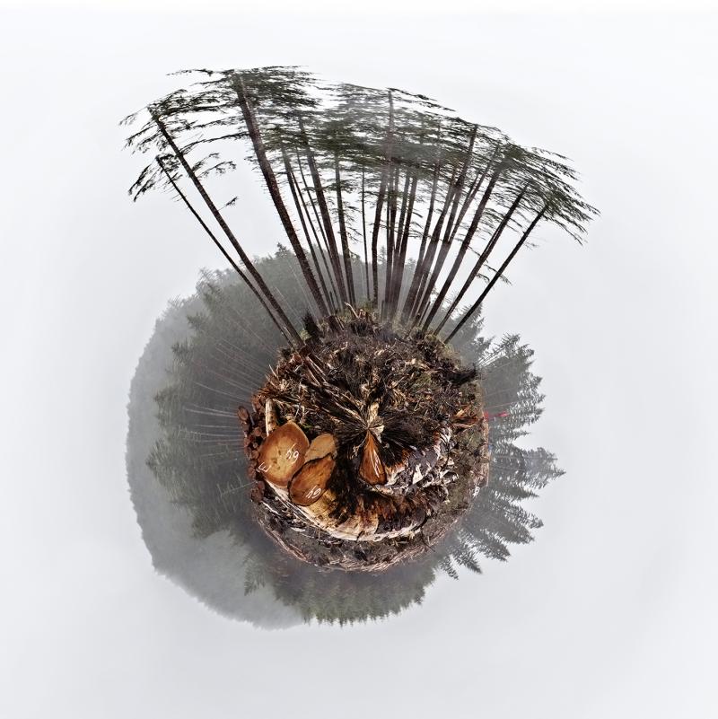 Desiree Patterson Anthropocene v