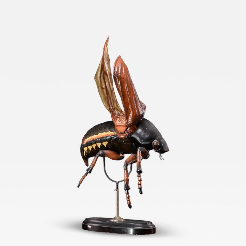 Didactical Model of a Cockchafer or May bug labeled