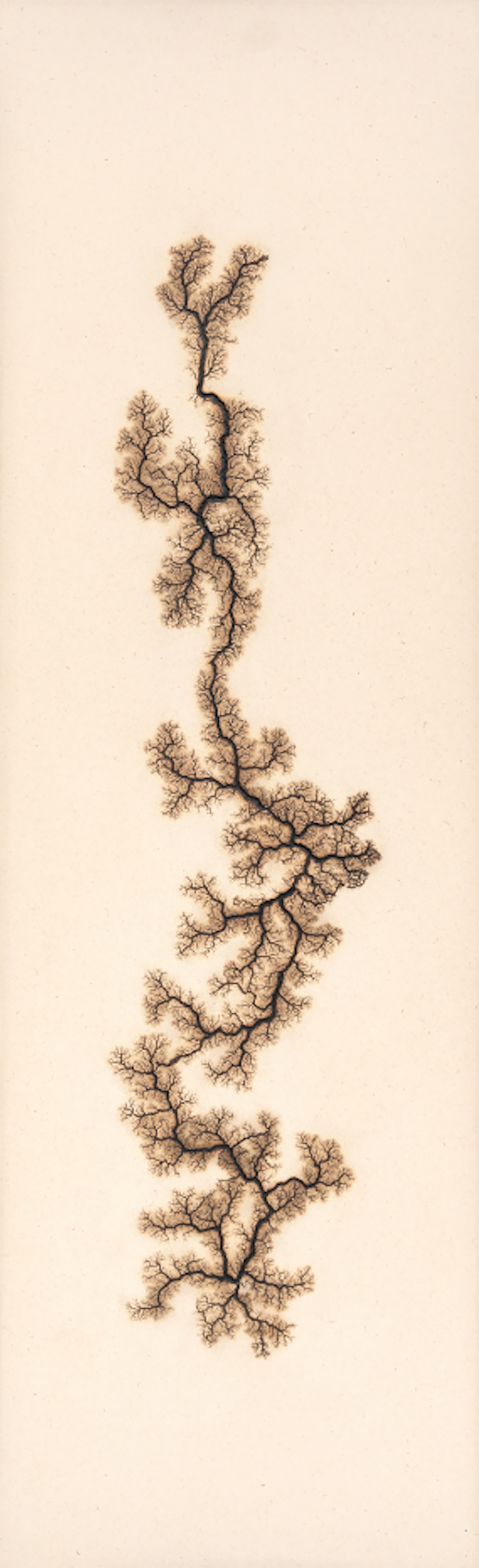Douglas White Lichtenberg Drawing 7 2026