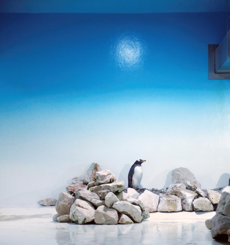ERIC PILLOT Blue Penguin Eric Pillot