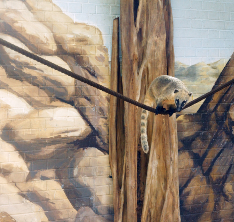 ERIC PILLOT Coati and Stones 2012