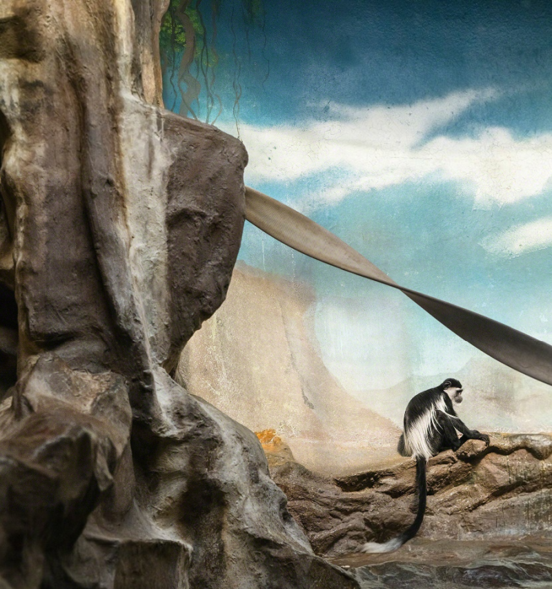 ERIC PILLOT Colobus Monkey and Clouds