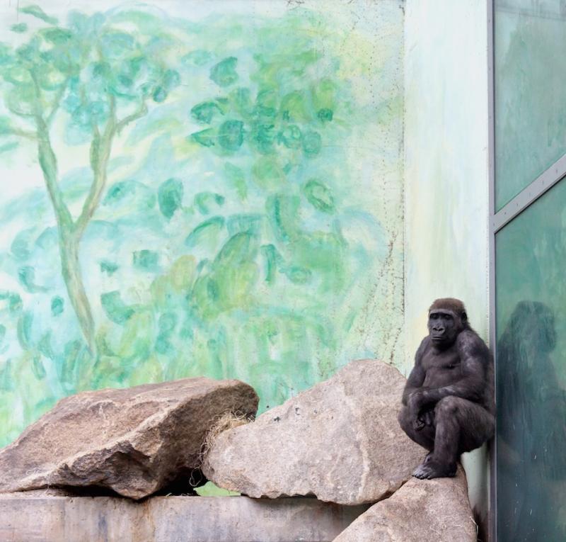 ERIC PILLOT Gorilla and Painted Trees Eric PILLOT