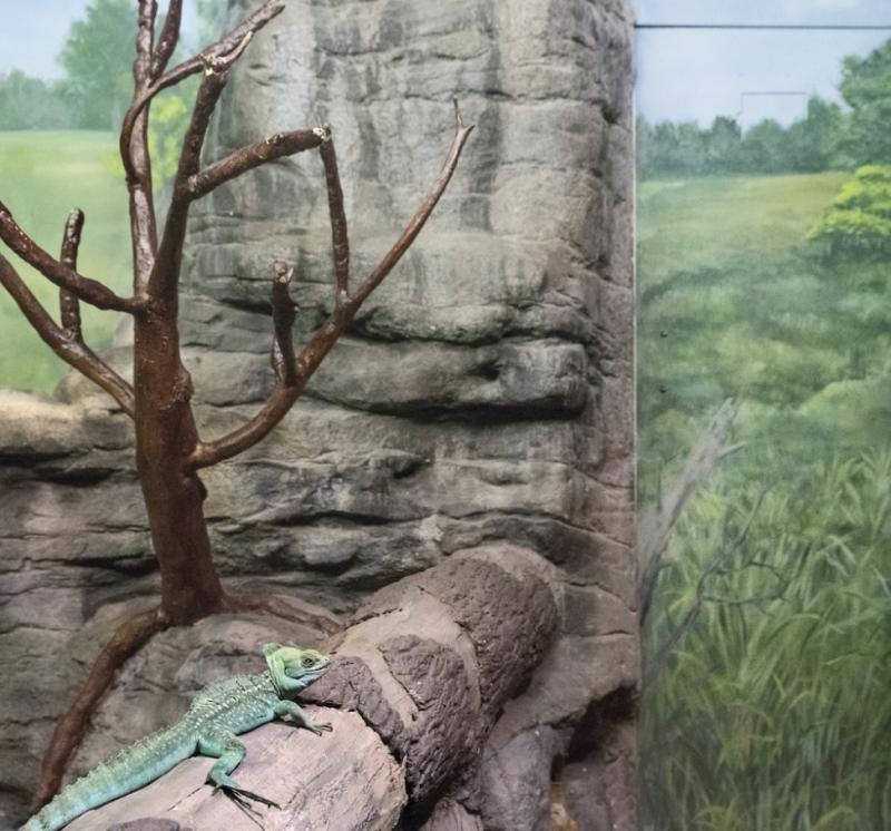 ERIC PILLOT Green Basilisk and Countryside 2015