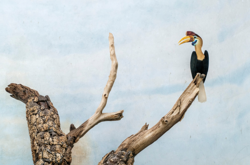 ERIC PILLOT Hornbill and Blue Sky 2019