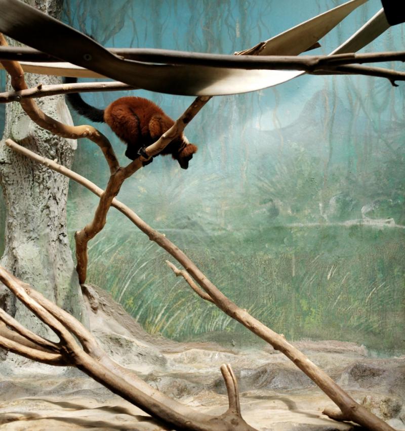 ERIC PILLOT Lemur and painted landscape Eric PILLOT