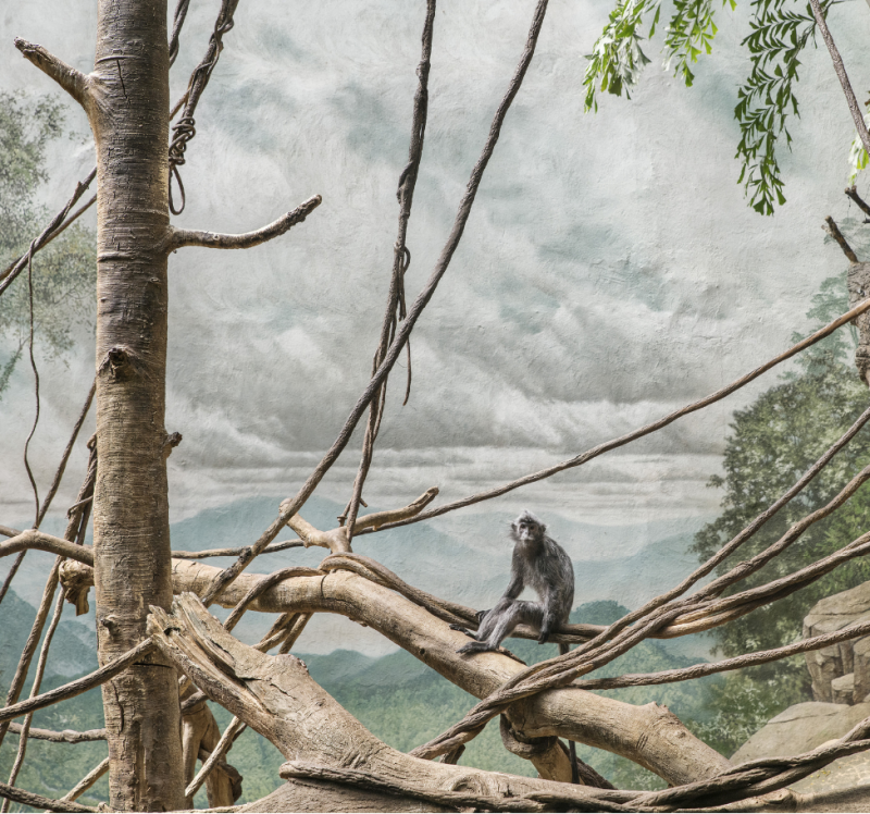 ERIC PILLOT Monkey and Clouds 2018