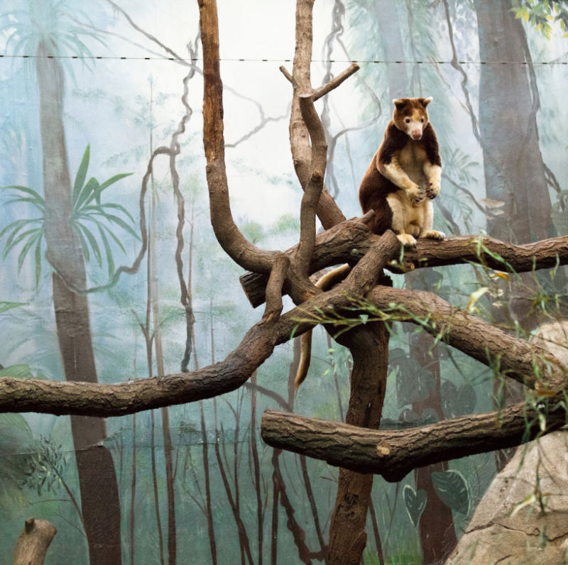 ERIC PILLOT Tree Kangaroo and Painted Decor 2014