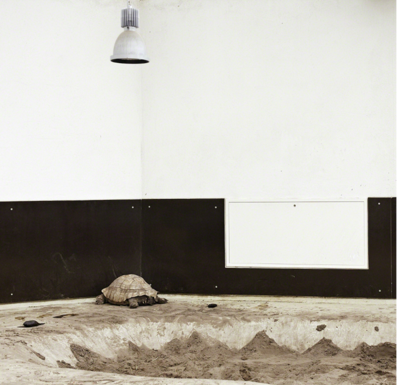 ERIC PILLOT Turtle and Lamp 2012