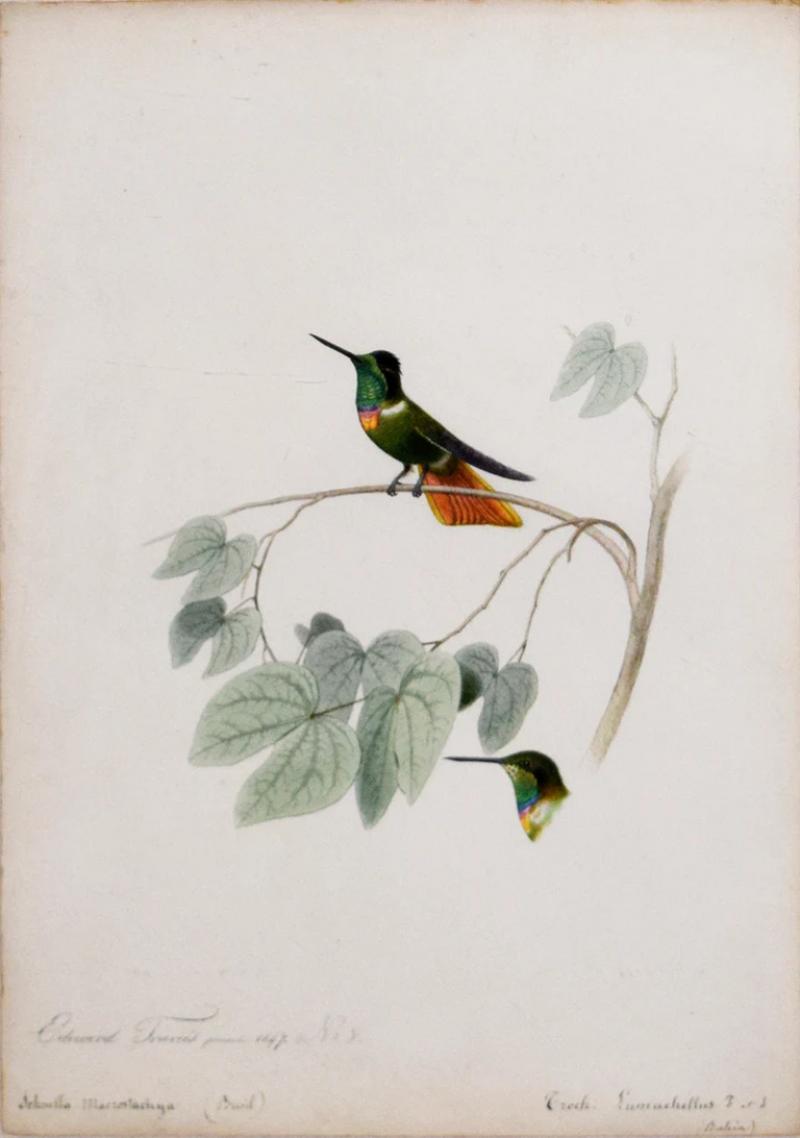 Edouard Travies EDOUARD TRAVIES 1809 1865 LE COLIBRI TOPAZE PL 19