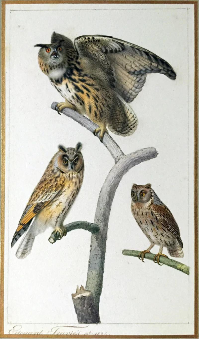 Edouard Travies EDOUARD TRAVIES FRENCH 1809 1870 EAGLE OWL LONG EARED OWL AND SCOPS OWL