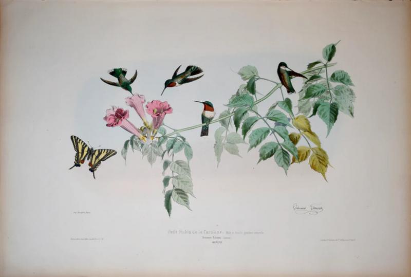 Edouard Travies EDOUARD TRAVIES FRENCH 1809 1870 LITTLE EGRET COMMON CRANE AND SPOONBILL