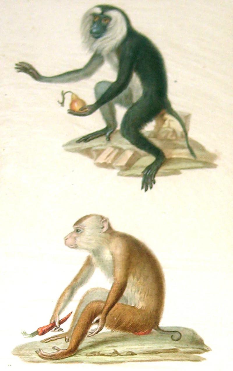 Edouard Travies EDOUARD TRAVIES FRENCH 1809 1870 MONKEY STUDY
