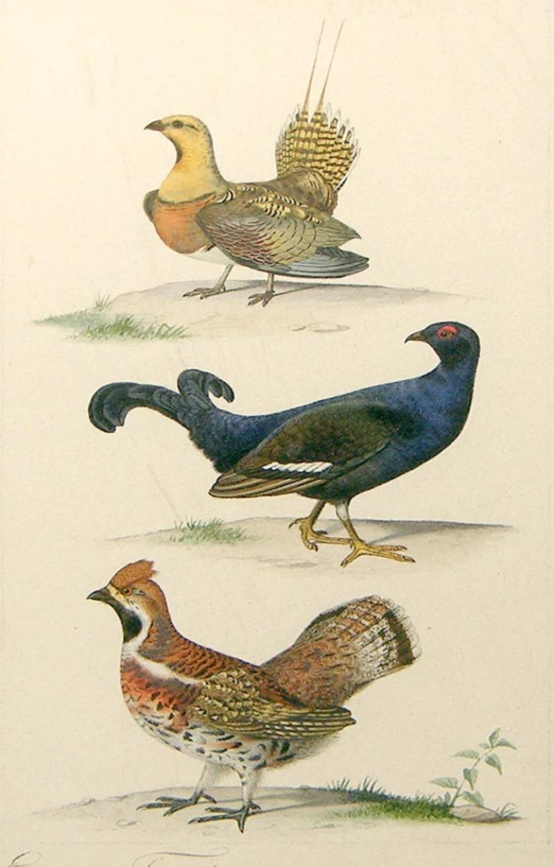 Edouard Travies EDOUARD TRAVIES FRENCH 1809 1870 THREE GROUSE
