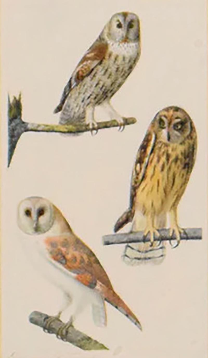 Edouard Travies EURASIAN TAWNY OWL SHORT EARED OWL BARN OWL