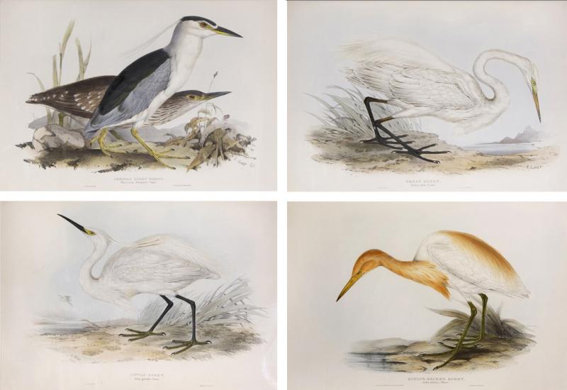 Edward Lear A Group of Four Wading Birds