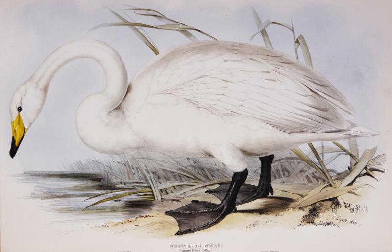 Edward Lear Edward Lear Set of Three Swans Whistling Swan Berwick s Swan Domestic Swan 