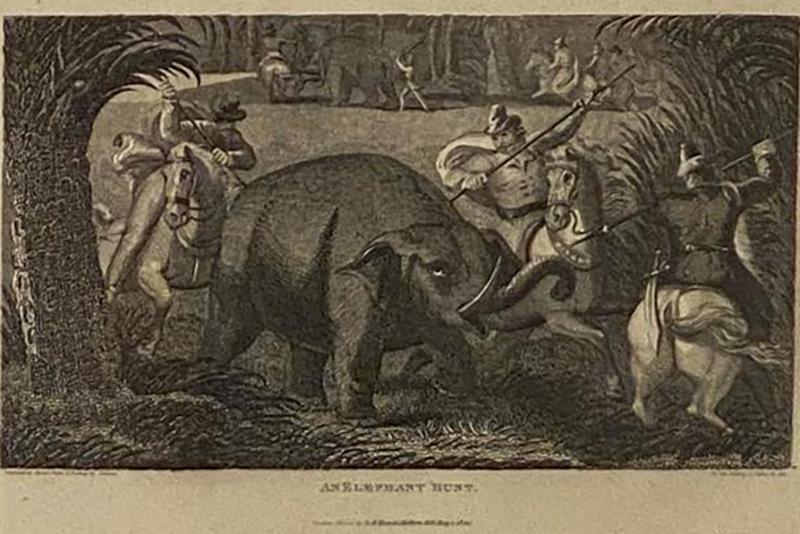 Elephant Capture Engraving England Circa 1820