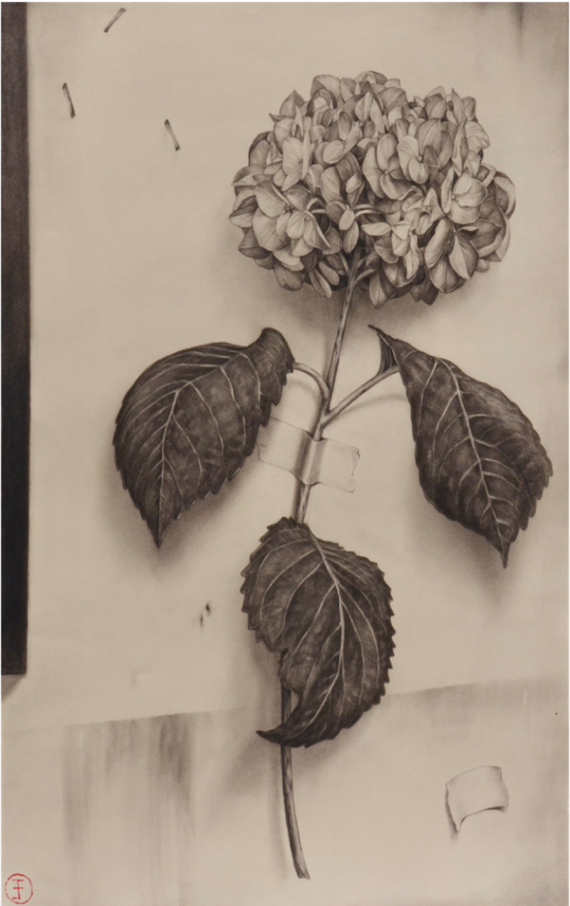 Emily Farish Hydrangea No 67 2025
