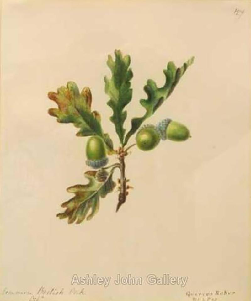 Emily Stackhouse Common British Oak Quercus Robur 