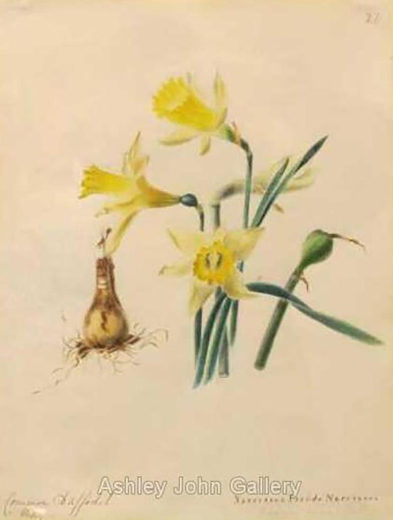 Emily Stackhouse Common Daffodil Narcissus Pseudo Narcissus 